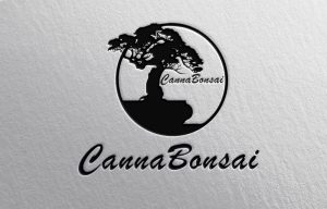 Canna Bonsai